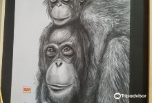 Orangutan Museum景点图片