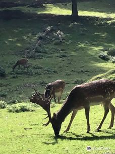 Dyrehaven Vejle-瓦埃勒