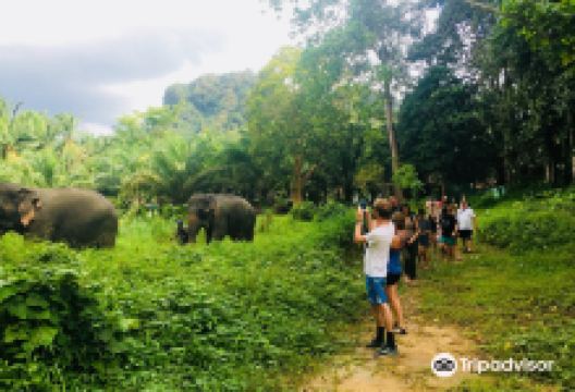 Khao Sok Elephant Sanctuary景点图片