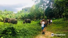 Khao Sok Elephant Sanctuary-Khlong Sok