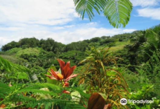 Flora Tropica Gardens景点图片