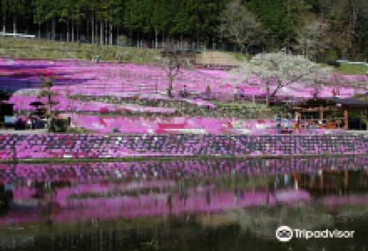 国田家の芝桜景点图片