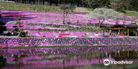 國田家の芝桜