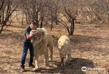Lion and Cheetah Sanctuary景点图片