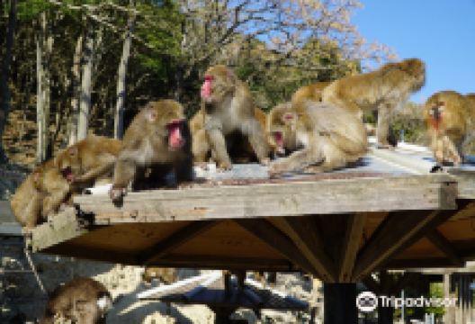 淡路岛猴子中心景点图片