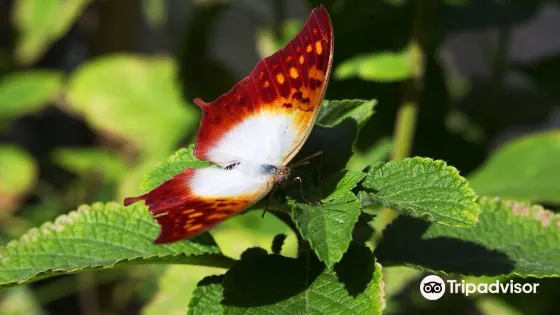 Butterfly Farm