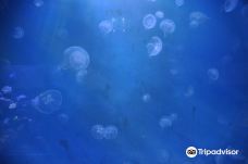 基尔水族馆-基尔