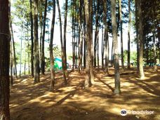 Pinus Island-Tiwingan Lama