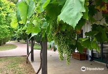 The Olive Nest & 1838 Wines景点图片