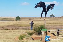 Dullstroom Bird of Prey & Rehabilitation Centre景点图片