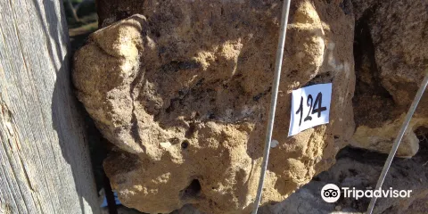 Collezione di Fossili del Sig. Vincenzo Gruppuso di Alcamo