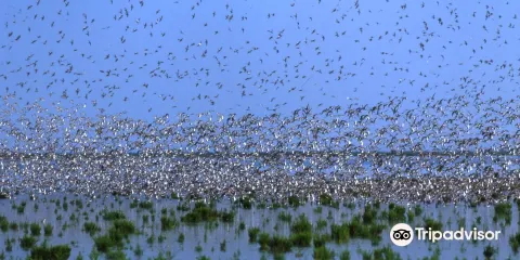 Parc national de la mer des Wadden de Basse-Saxe