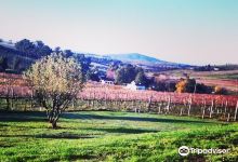 Corniola Wines景点图片
