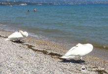 Spiaggia d'oro景点图片