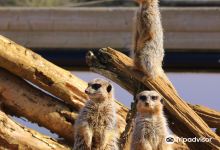 Jimmy's Farm & Wildlife Park景点图片