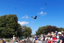 Hawk Conservancy Trust Bird of Prey Centre景点图片