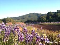 安娜德尔州立公园-圣罗莎