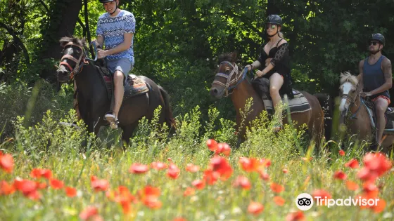 Pinar Horse Safari
