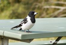 Gir-um-bit National Park景点图片