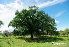 Swamp White Oak Preserve景点图片