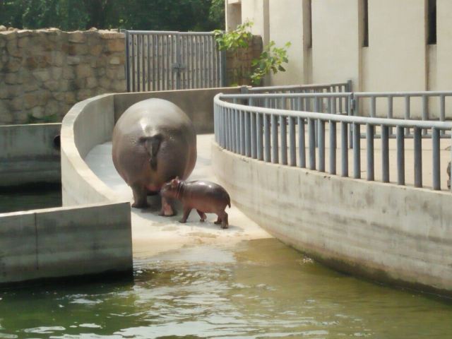 Beijing Zoo