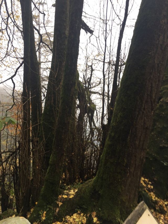 天目山景區