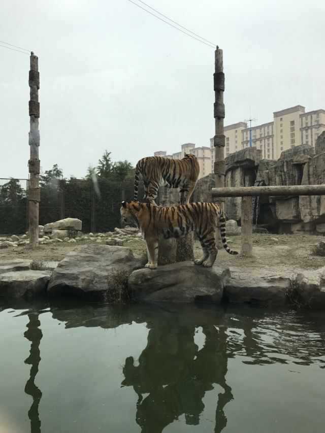 상하이 야생 동물원
