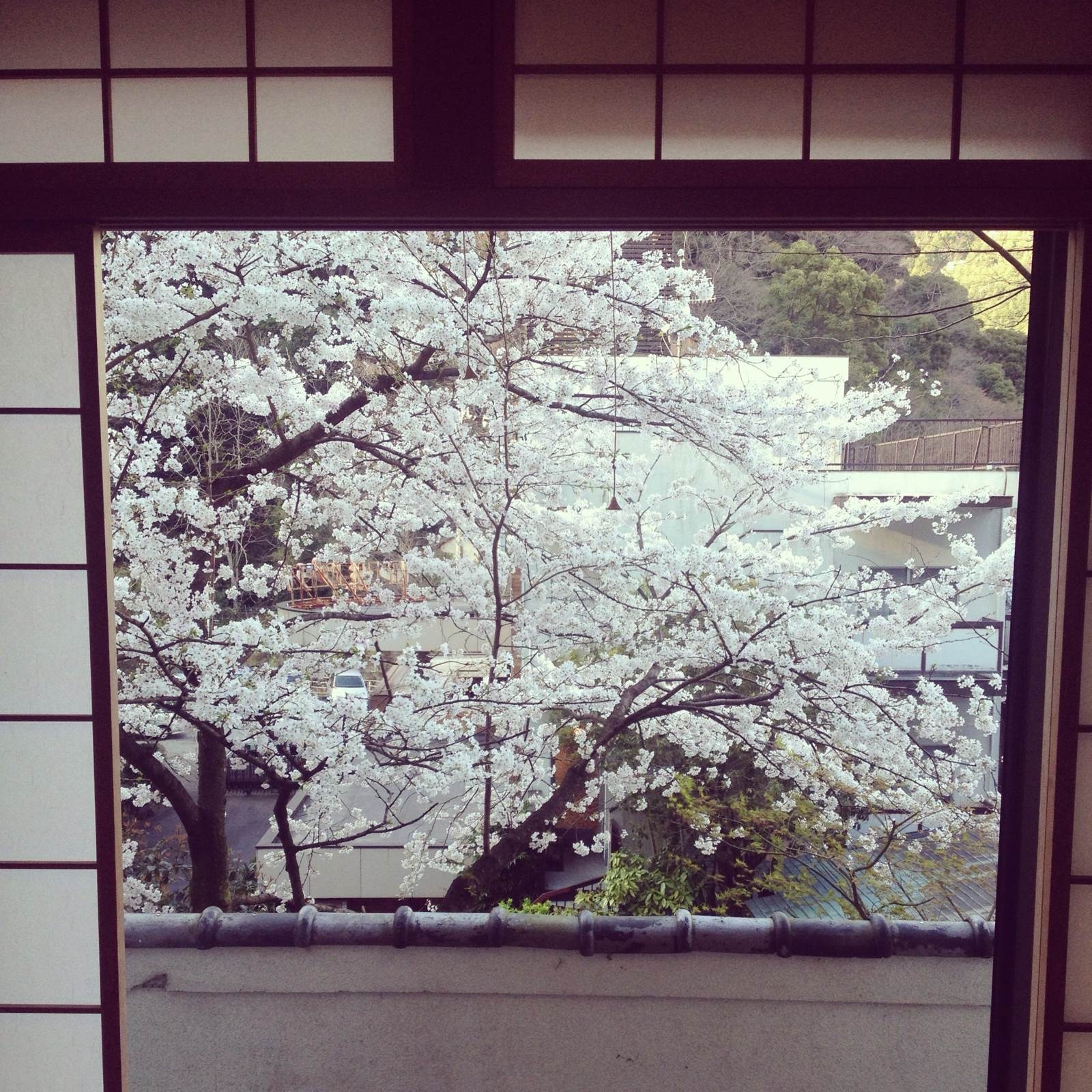 窗外就是樱花的箱根仙境senkai温泉酒店