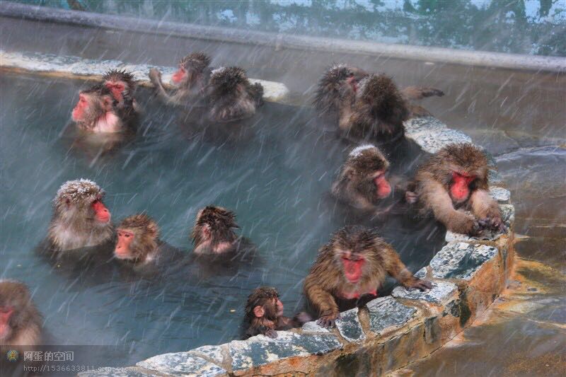 日本猴儿千姿百态泡温泉