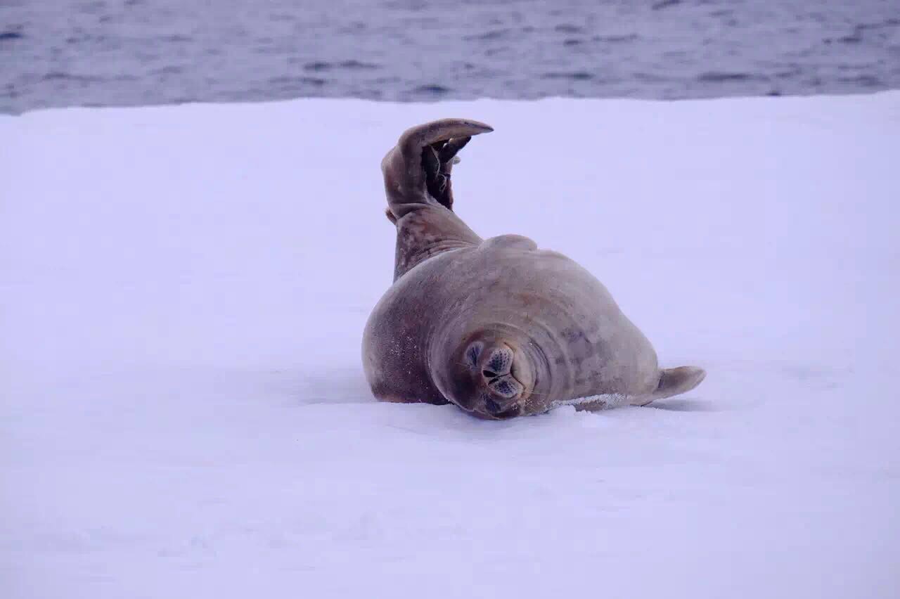南极 除了企鹅 你还知道哪些动物？