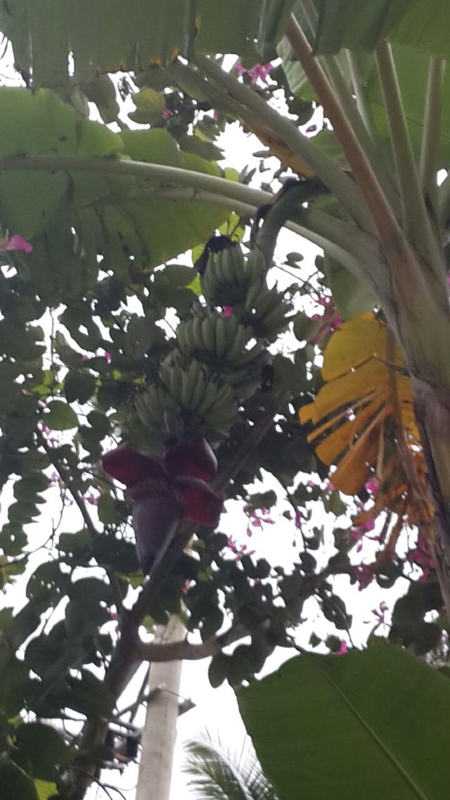 Wuzhishan Tropical Rainforest