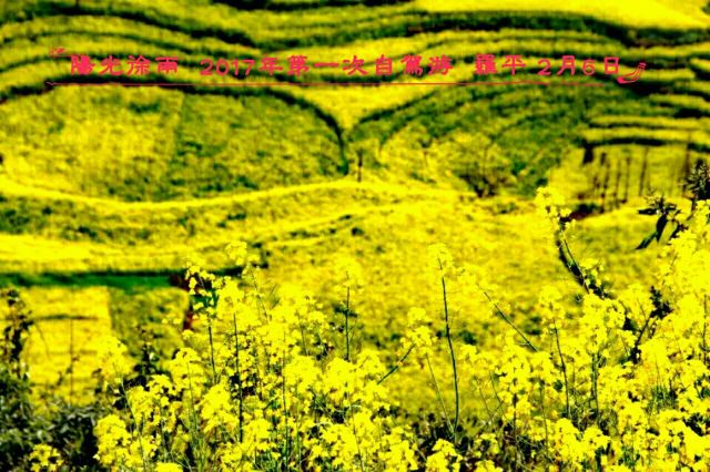 Luoping Canola Flower Ocean