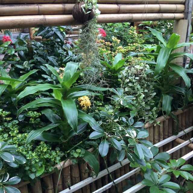 Jungle Kitchen