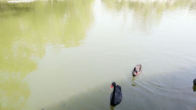 려원