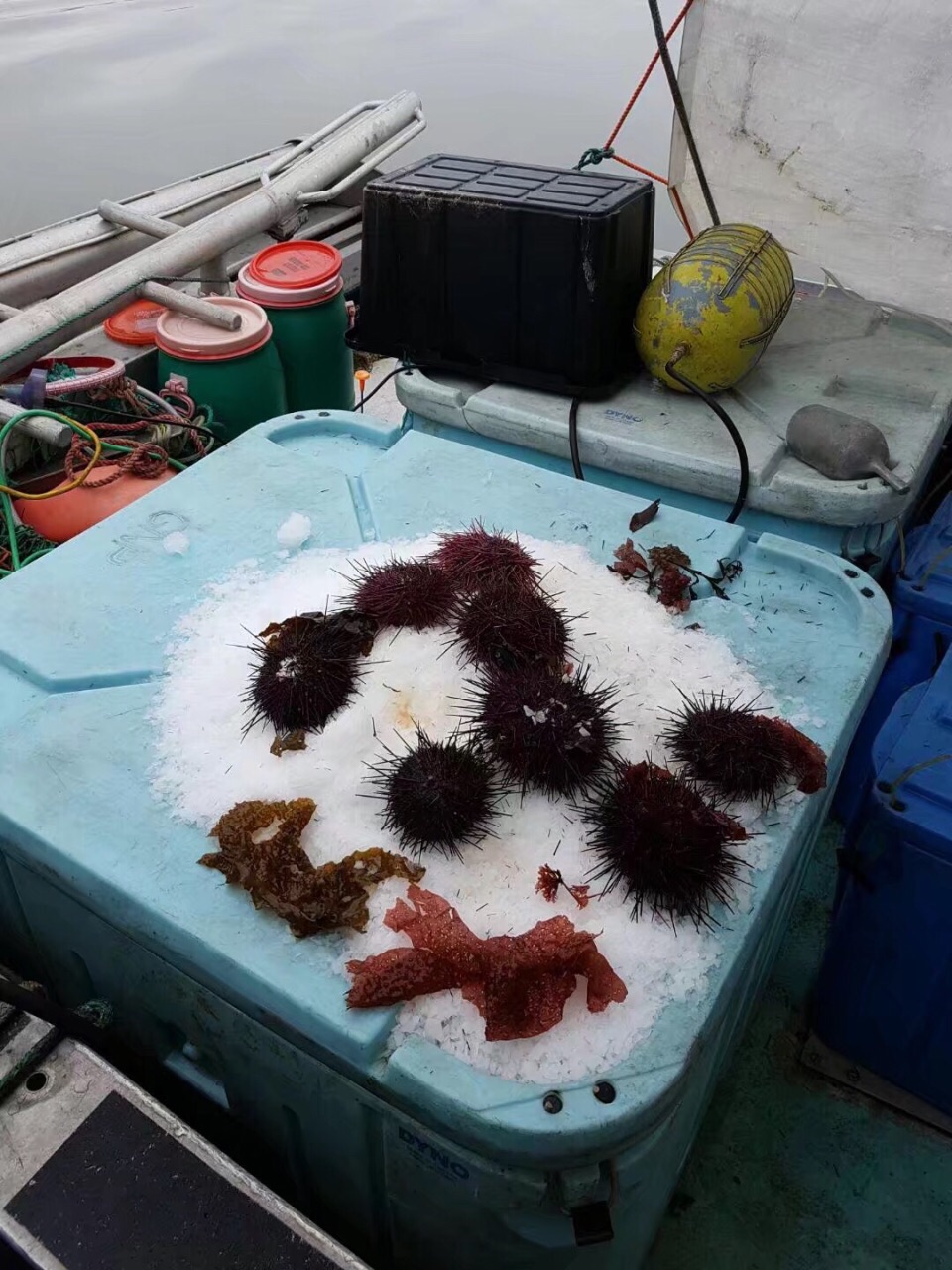 加拿大 新鲜大紫海胆的处理方法