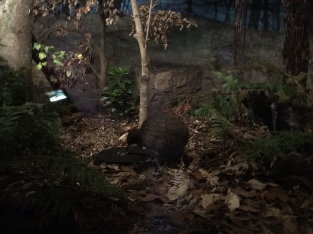 Auckland Zoo