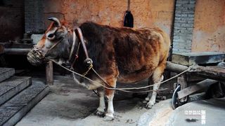 茶盐古道林山村