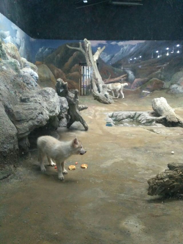 Qujiang Polar Ocean Park