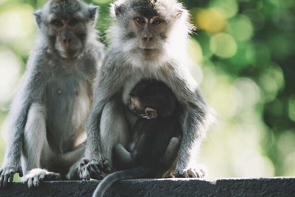Ubud Monkey Forest