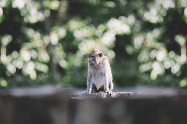 Ubud Monkey Forest