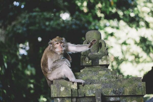 Ubud Monkey Forest