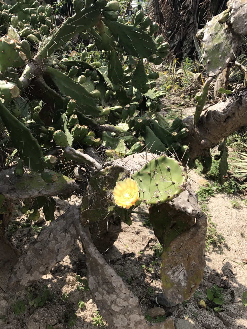 植物园