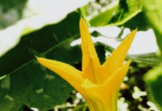 Ristorante Livi Sonia美食图片