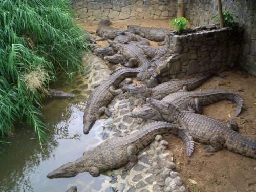 Davao Crocodile Park