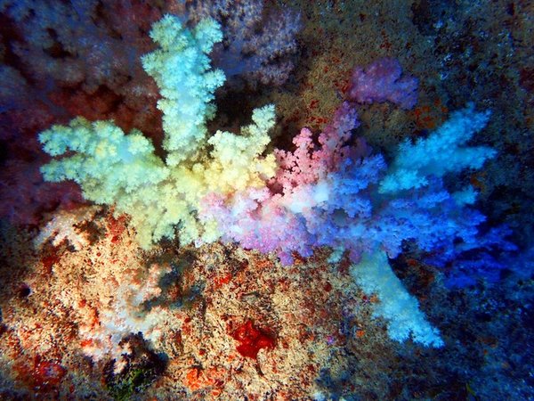 七彩斑斓的海底梦―软珊瑚区