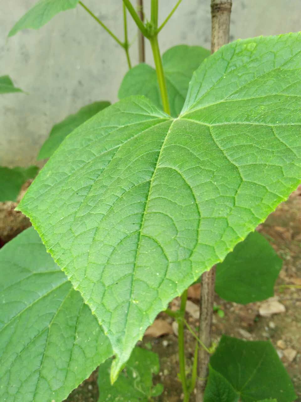 心意达面包屋(卢店镇店)