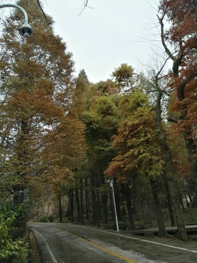 수탉 산