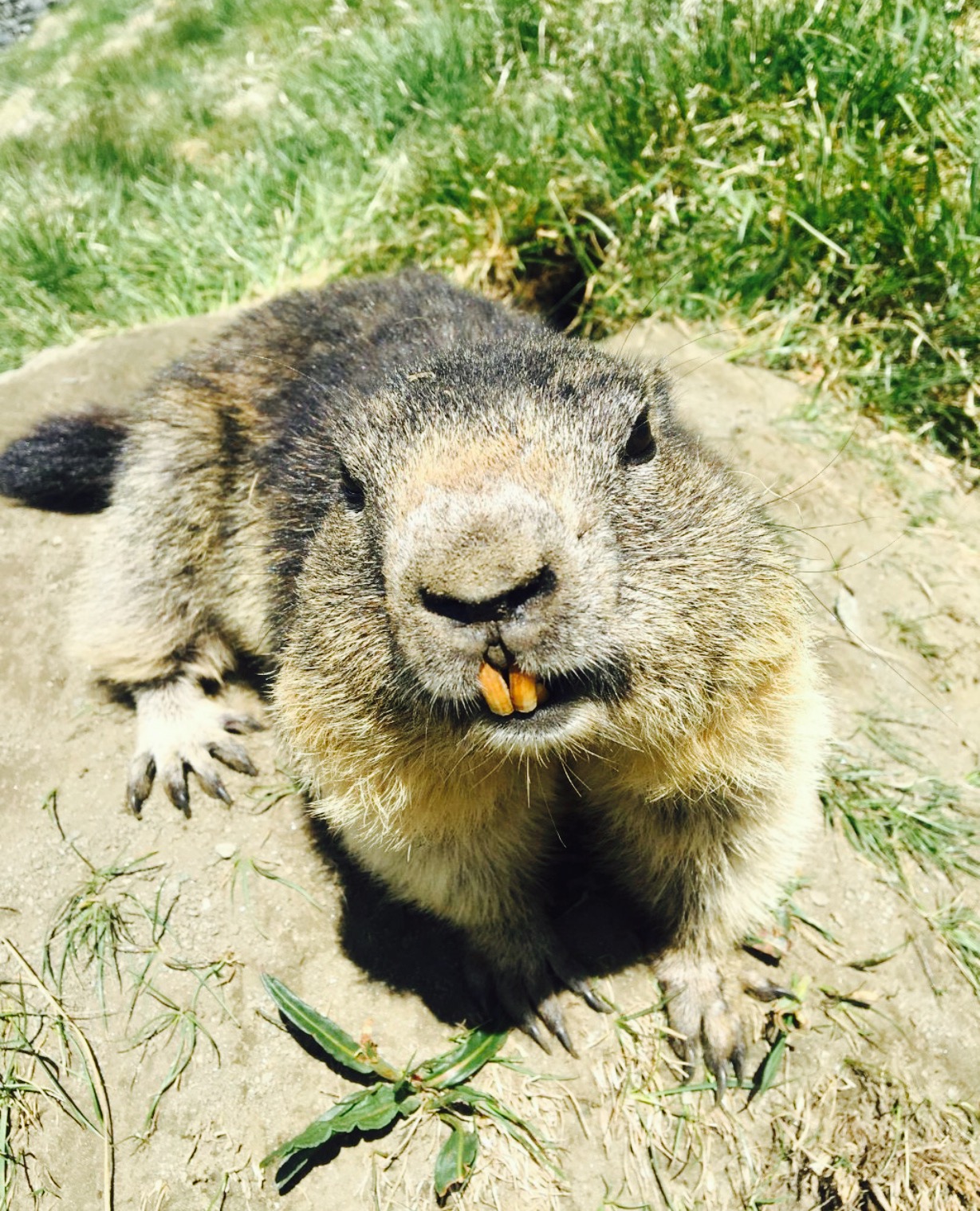 Gasthof Fuscherlacke - Der Mankeiwirt