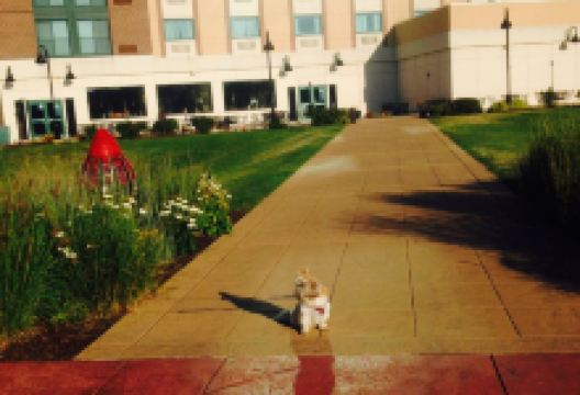 Tony Roma's美食图片