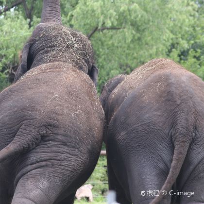 老挝琅勃拉邦省+光西瀑布+老挝大象保护村4日3晚私家团